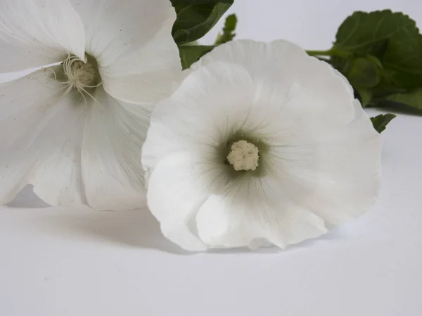 Beautiful white flowers on white background