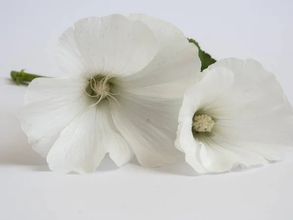 Beautiful white flowers on white background