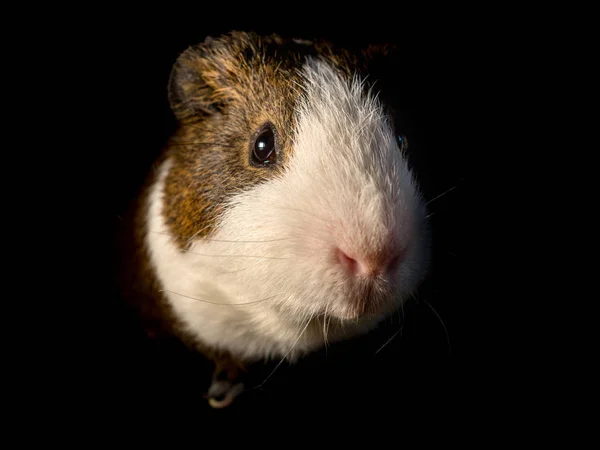 Vue Rapprochée Cobaye Mignon Sur Fond Noir — Photo