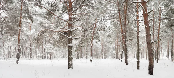 Floresta Pinheiros Silenciosa Coberta Neve — Fotografia de Stock