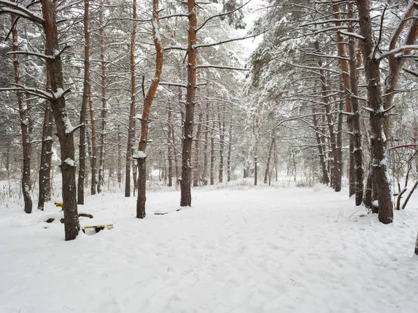 Floresta Pinheiros Silenciosa Coberta Neve — Fotografia de Stock