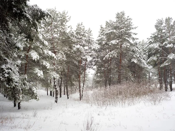 Forêt Pins Silencieuse Recouverte Neige — Photo