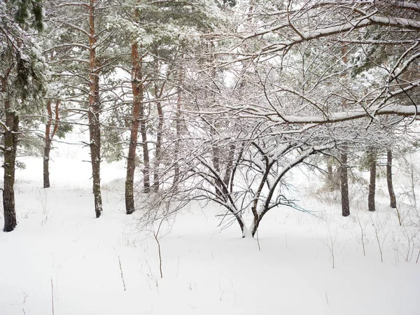 Тихий Сосновый Лес Покрытый Снегом — стоковое фото