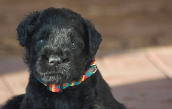 Pequeño Cachorro Negro Terrier Negro —  Fotos de Stock
