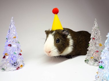 Sevimli kobay cam köknar ağaçları oyuncaklar yakınındaki sarı kağıt şapkalı görünümünü kapat