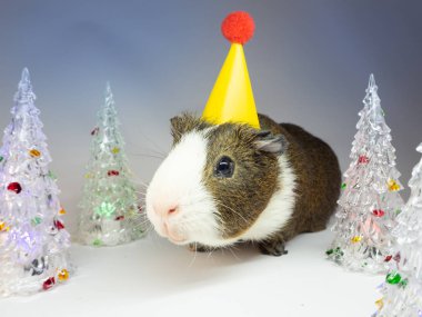 Sevimli kobay cam köknar ağaçları oyuncaklar yakınındaki sarı kağıt şapkalı görünümünü kapat