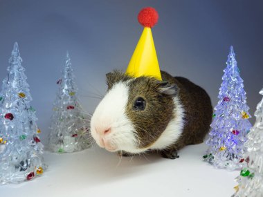 Sevimli kobay cam köknar ağaçları oyuncaklar yakınındaki sarı kağıt şapkalı görünümünü kapat