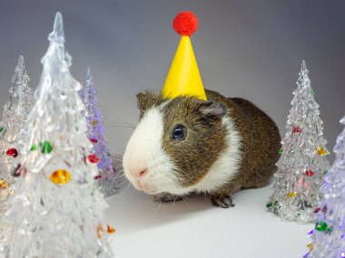 Sevimli kobay cam köknar ağaçları oyuncaklar yakınındaki sarı kağıt şapkalı görünümünü kapat