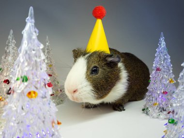 Sevimli kobay cam köknar ağaçları oyuncaklar yakınındaki sarı kağıt şapkalı görünümünü kapat