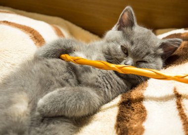 Şirin gri kedi battaniye var uyuklayan görünümü kapatın