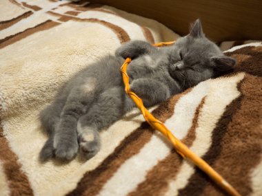 Şirin gri kedi battaniye var uyuklayan görünümü kapatın