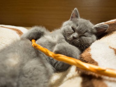 Şirin gri kedi battaniye var uyuklayan görünümü kapatın