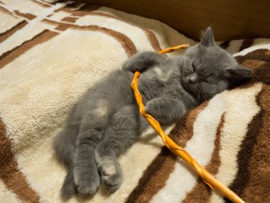 Şirin gri kedi battaniye var uyuklayan görünümü kapatın