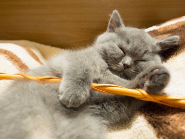 Şirin gri kedi battaniye var uyuklayan görünümü kapatın