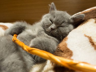 Şirin gri kedi battaniye var uyuklayan görünümü kapatın