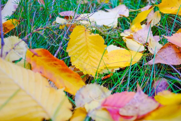 Jasne Jesiennych Liści Zielonej Trawie — Zdjęcie stockowe