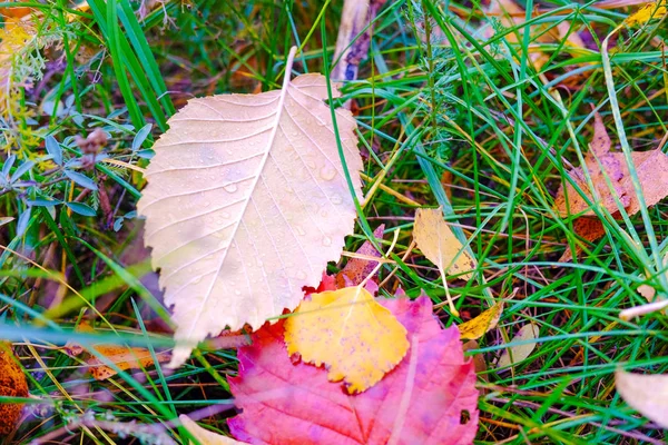 Helle Herbstliche Blätter Auf Grünem Gras — Stockfoto