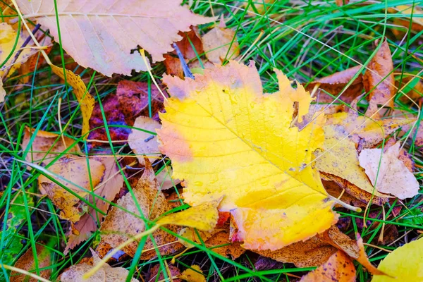 Heldere Herfst Bladeren Groen Gras — Stockfoto