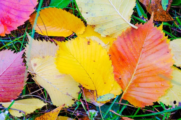 Heldere Herfst Bladeren Groen Gras — Stockfoto