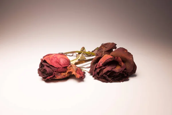 Close up view of dried rose flowers