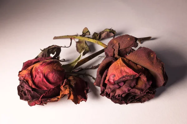 Close up view of dried rose flowers