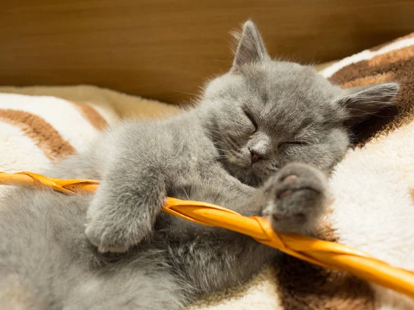 Şirin gri kedi battaniye var uyuklayan görünümü kapatın