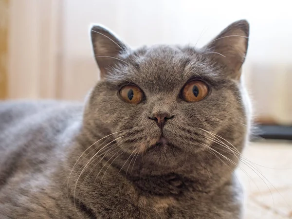 Close View Cute Grey Cat Lying Foor — Stock Photo, Image