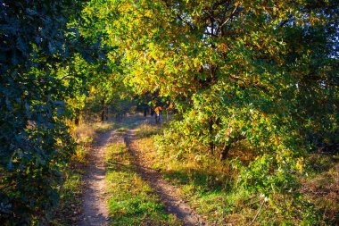 Güzel sarı sonbahar yaprakları