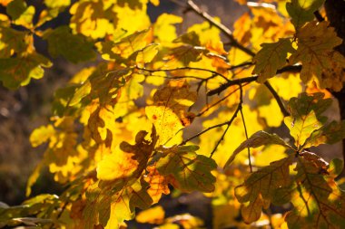 Sabah güneş ışığı sarı meşe yaprağı görünümünü kapat