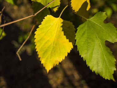 Sarı sonbahar yaprakları açık havada görünümünü kapat