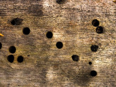 ahşap doku arka plan dokusu ağaç kabuğu