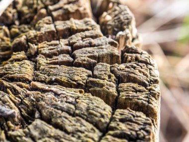 ahşap doku arka plan dokusu ağaç kabuğu