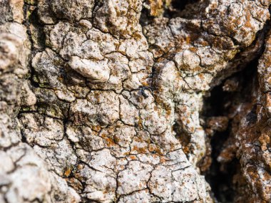 ahşap doku arka plan dokusu ağaç kabuğu