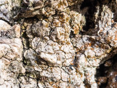 ahşap doku arka plan dokusu ağaç kabuğu