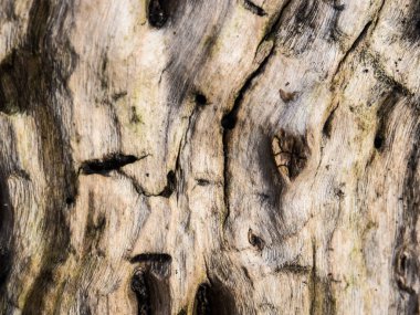 ahşap doku arka plan dokusu ağaç kabuğu