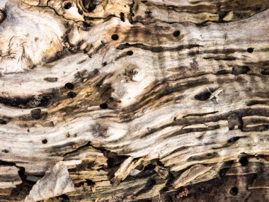 ahşap doku arka plan dokusu ağaç kabuğu