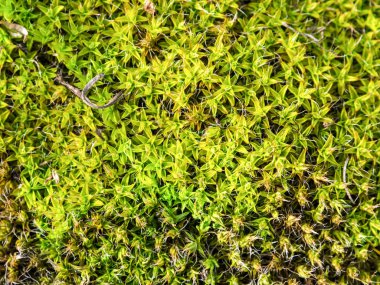 yeşil yosun, güzel moss dokusuna