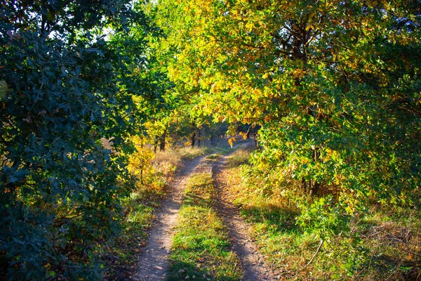 Gyönyörű Sárga Őszi Levelek — Stock Fotó