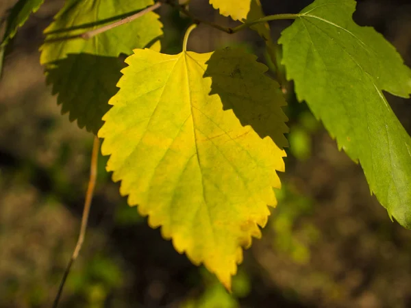 Nahaufnahme Der Gelben Herbstblätter Freien — Stockfoto