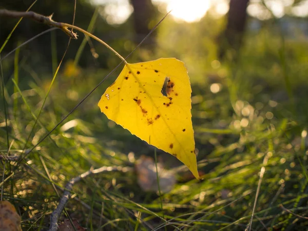 Mooie Gele Herfstbladeren — Stockfoto