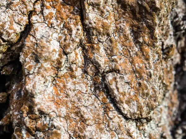 Ξύλο Υφή Υφή Φόντου Από Φλοιό Δέντρου — Φωτογραφία Αρχείου