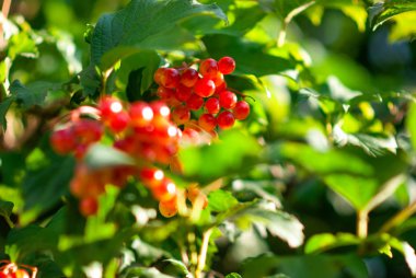 olgun güzel sulu üzüm demet