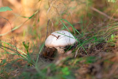 ormanda güzel mantar, closeup görünümü