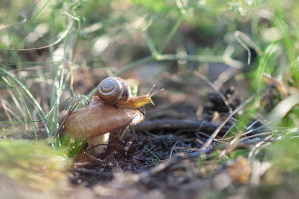 Little Snail Mushroom Forest — Stock Photo, Image