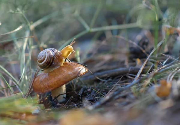 Little Snail Mushroom Forest — Stock Photo, Image