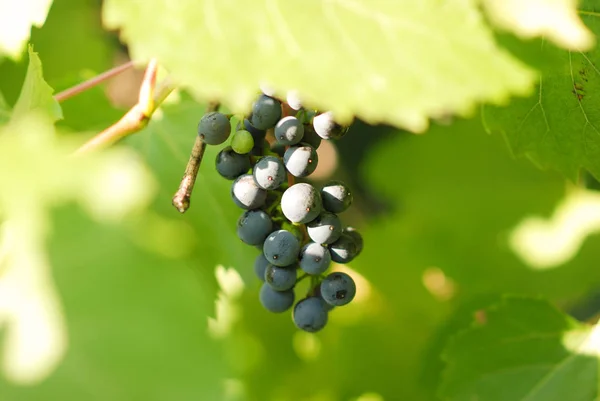 Beau Bouquet Mûr Juteux Raisins — Photo