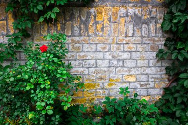 Tuğla duvar arka plan ve yeşil yaprakları