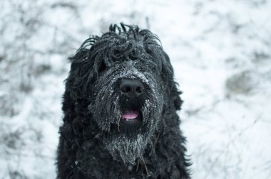 büyük siyah köpek, siyah terrier