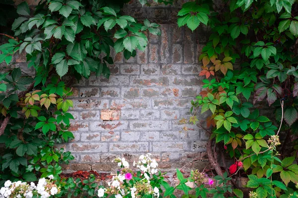 Fondo Pared Ladrillo Hojas Verdes — Foto de Stock