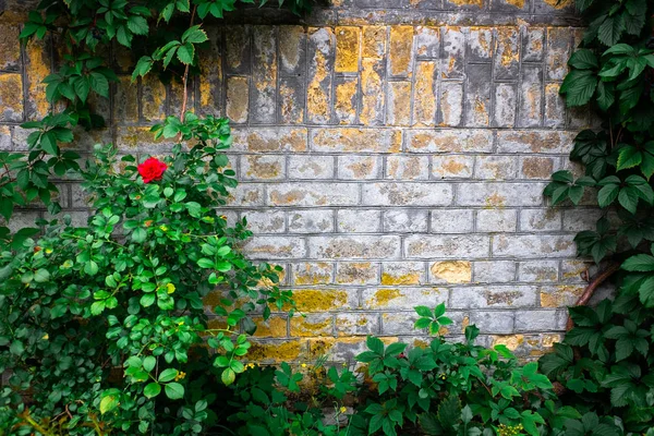Brick Wall Background Green Leaves — Stock Photo, Image